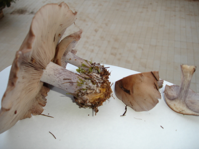 Murgia Novembre 2007-continuazione